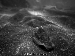 cuttlefish in Black and White, fantastic movement at the ... by Pablo Herrero 